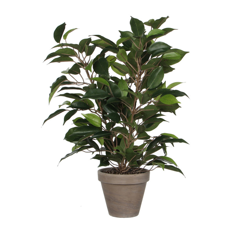 Ficus natasja con maceta ø11,5x40x30cm Ficus natasja con maceta ø11,5x40x30cm