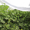 Tela de protección para cultivos 2 x 10 m 30gr/m²