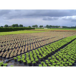 Malla antihierba 100 gr/m² 2 x 25 m color negra