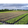 Malla antihierba 100 gr/m² 2 x 25 m color negra