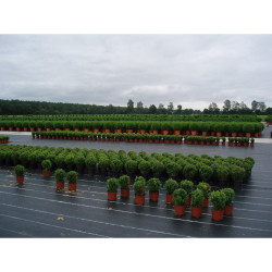 Malla antihierba 100 gr/m² 2 x 25 m color verde