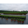 Malla antihierba 100 gr/m² 2 x 25 m color verde