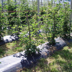 Malla antihierba 100 gr/m² 1 x 100 m color negra