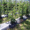 Malla antihierba 100 gr/m² 2 x 100 m color negra