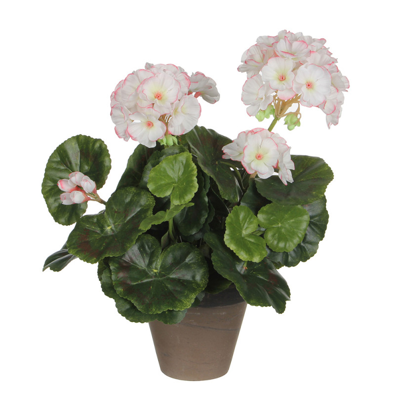 Geranio blanco rosa pvc con maceta gris Geranio blanco rosa pvc con maceta gris